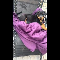 Rottweiler - Both