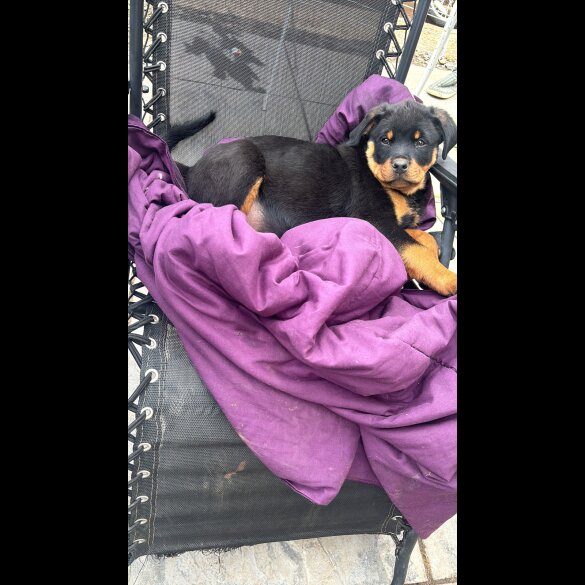 Rottweiler - Both