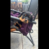 Rottweiler - Both