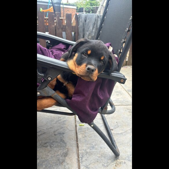 Rottweiler - Both