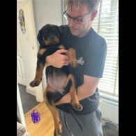 Rottweiler - Both