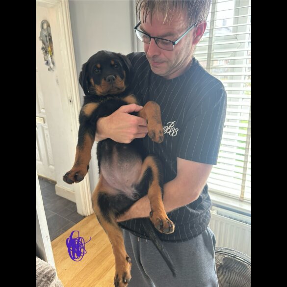 Rottweiler - Both