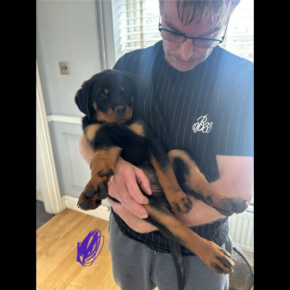Rottweiler - Both