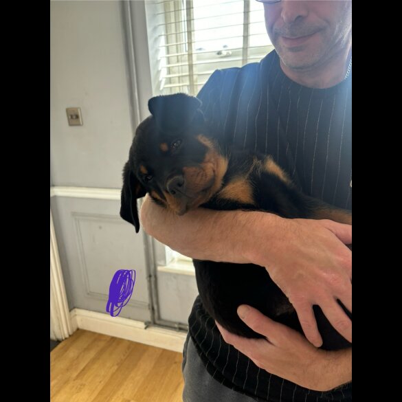 Rottweiler - Both
