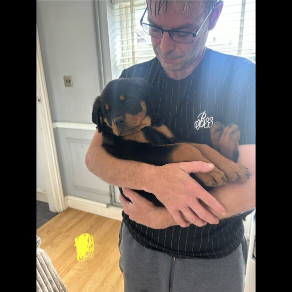 Rottweiler - Both