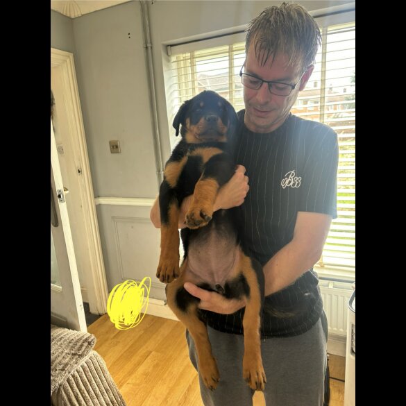 Rottweiler - Both
