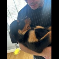 Rottweiler - Both