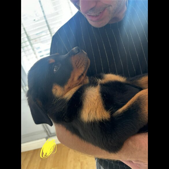 Rottweiler - Both