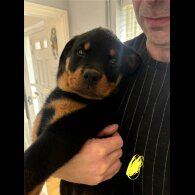 Rottweiler - Both