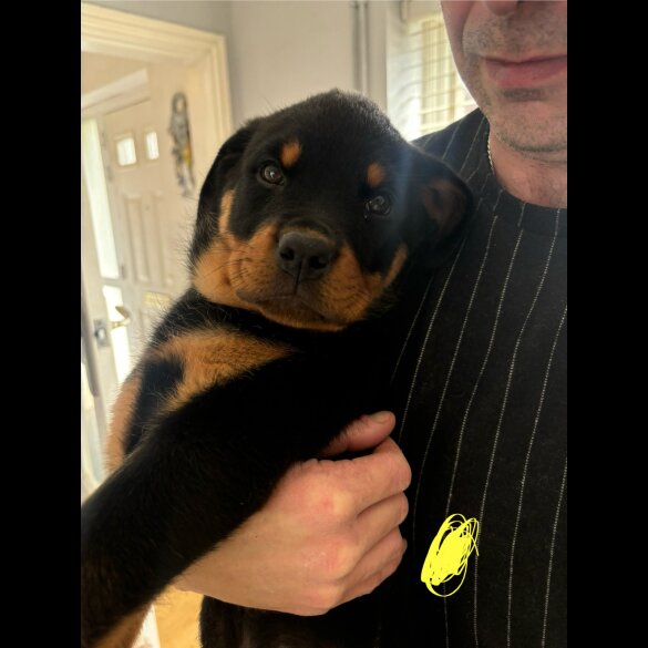 Rottweiler - Both