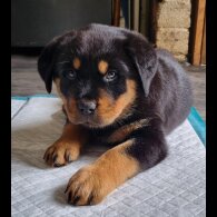 Rottweiler - Both