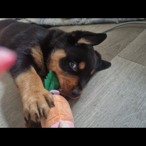 Rottweiler - Both
