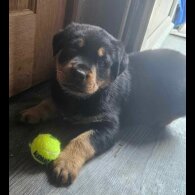 Rottweiler - Both