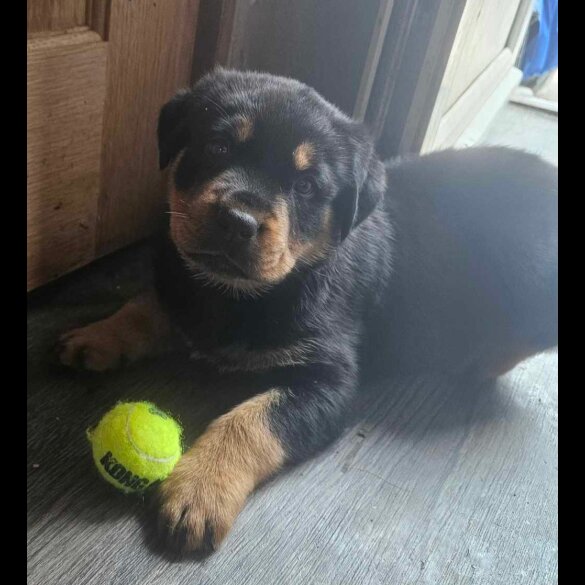 Rottweiler - Both