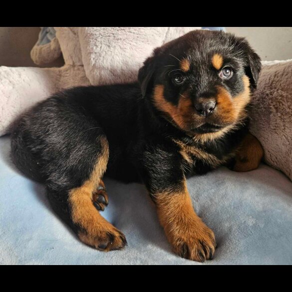Rottweiler - Both
