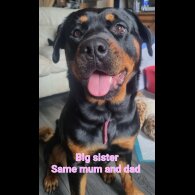 Rottweiler - Both