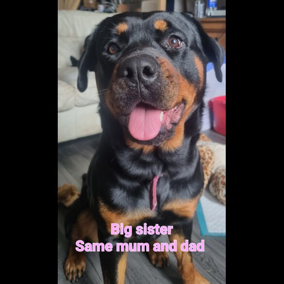 Rottweiler - Both