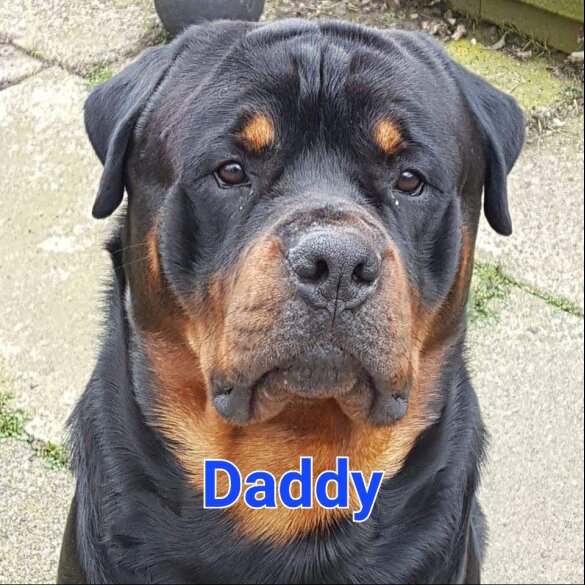 Rottweiler - Both