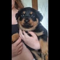 Rottweiler - Both
