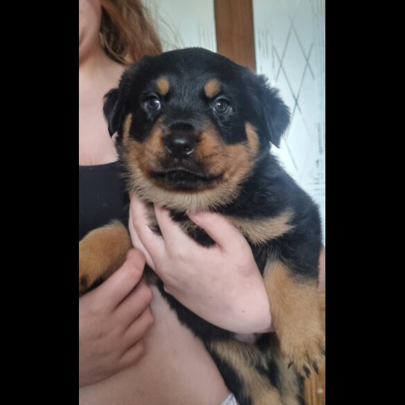 Rottweiler - Both