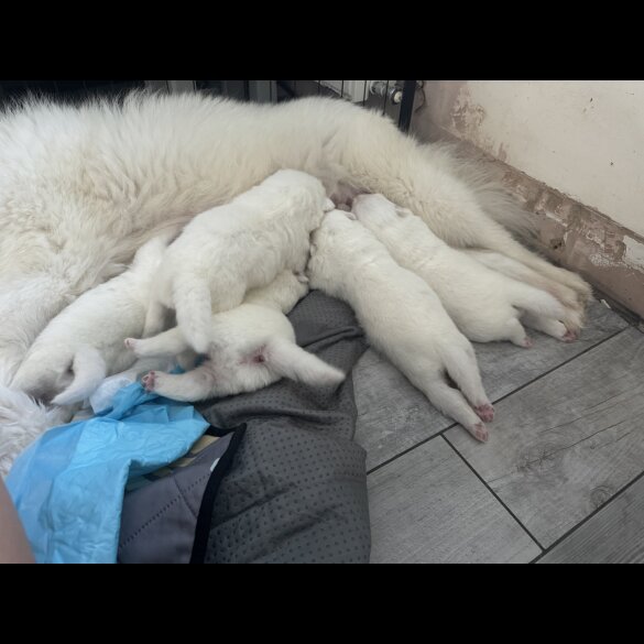 Samoyed - Both