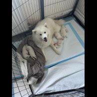 Samoyed - Both