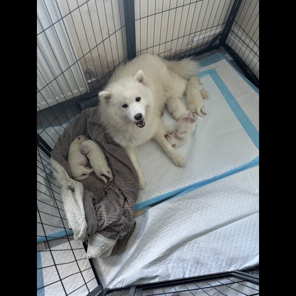 Samoyed - Both
