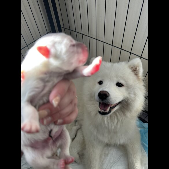 Samoyed - Both