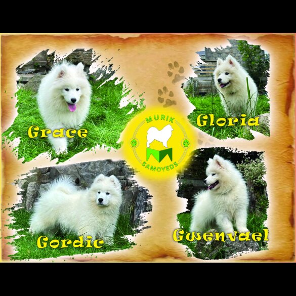 Samoyed - Both