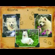 Samoyed - Both