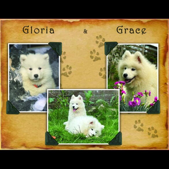 Samoyed - Both
