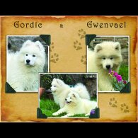 Samoyed - Both