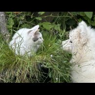 Samoyed - Both