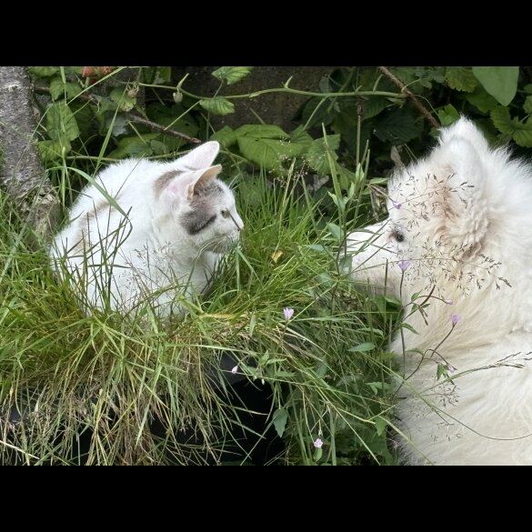 Samoyed - Both