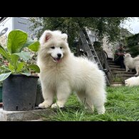 Samoyed - Both