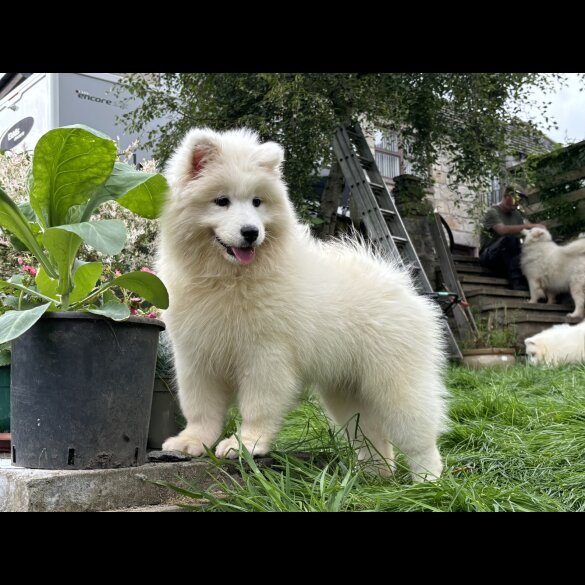 Samoyed - Both