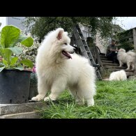 Samoyed - Both