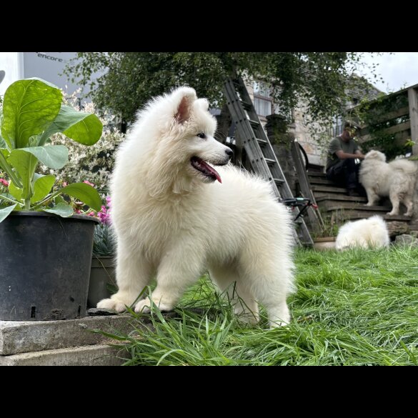 Samoyed - Both