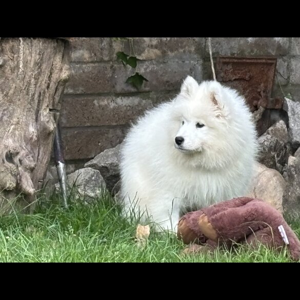 Samoyed - Both