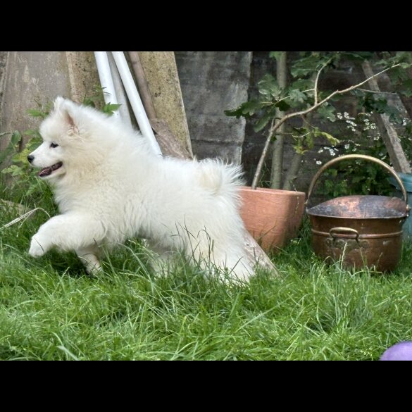 Samoyed - Both