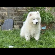 Samoyed - Both