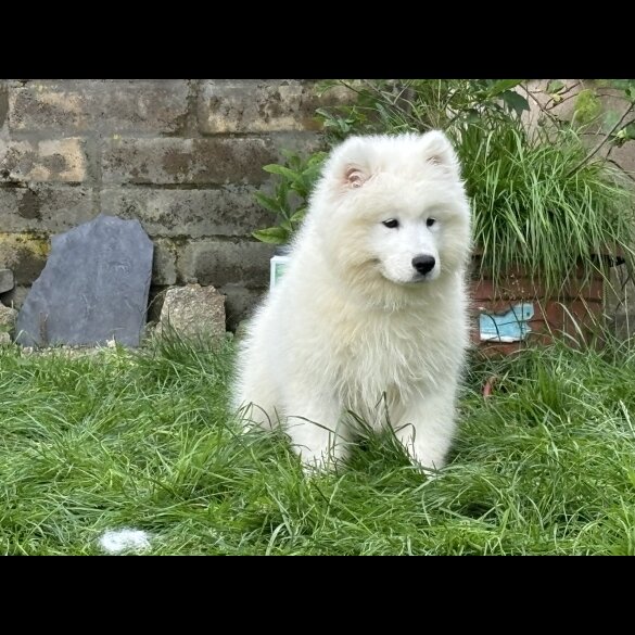 Samoyed - Both