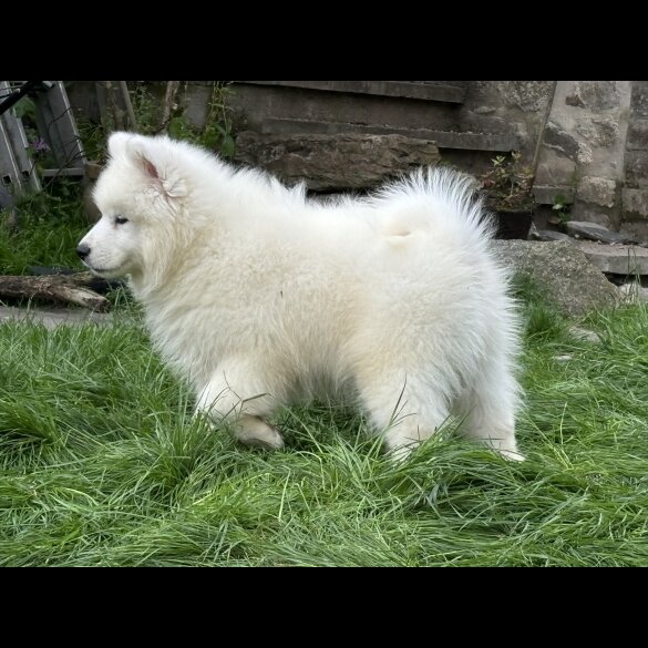 Samoyed - Both