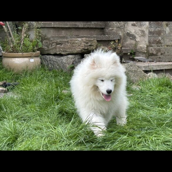 Samoyed - Both