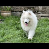 Samoyed - Both