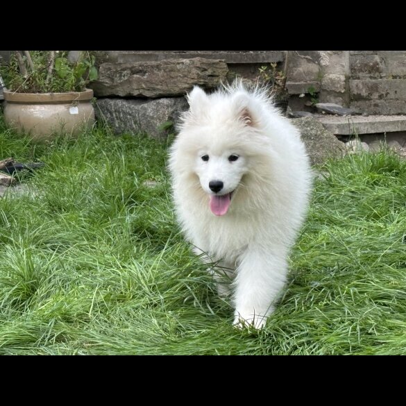 Samoyed - Both