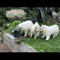 Samoyed - Both