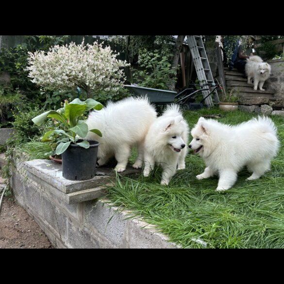 Samoyed - Both