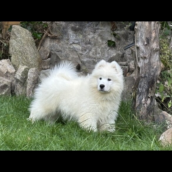 Samoyed - Both