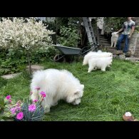 Samoyed - Both